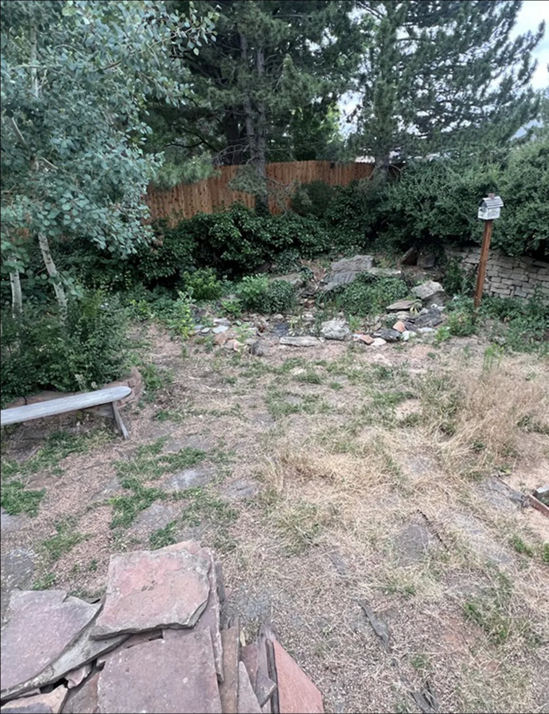 Before — overgrown backyard before